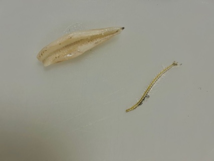 Pan Fried Anchovies - Fish Prep - Step 7