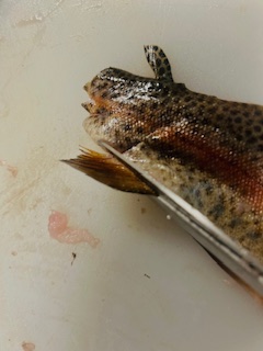 Himalayan Trout Hors D'oeuvre - Prep - Step 9