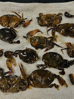 Fried Soft Shell Crab - Prep - Step 4