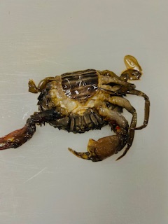 Fried Soft Shell Crab - Prep - Step 5