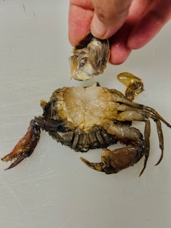 Fried Soft Shell Crab - Prep - Step 7