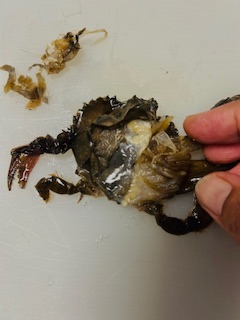 Fried Soft Shell Crab - Prep - Step 12