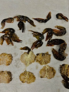 Fried Soft Shell Crab - Prep - Step 19